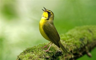 Kembali ke Kandang Hari ke-3: Kicauan Burung Tak Perlu Dipertanyakan, Mari Dinikmati!