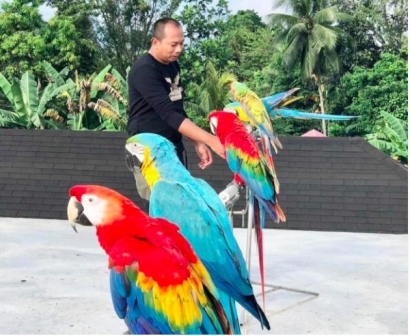 Free Flight Macaw di Kendari Menjadi Salah Satu Kegiatan Sehat di Masa Pandemi