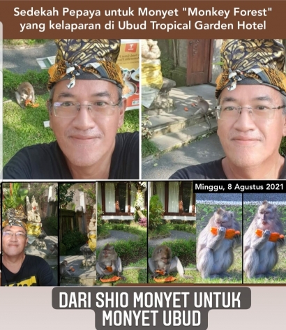 Sedekah Makanan pada Monyet Ubud