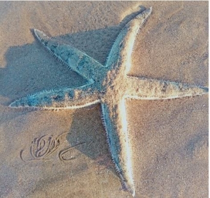 Menarik, 2 Jenis Bintang Laut Ditemukan di Pantai Bangkalan Madura oleh Tim PKM Asterioidea UNESA