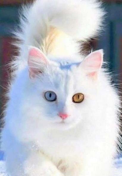 Mengenal Lebih Dekat tentang Kucing Anggora