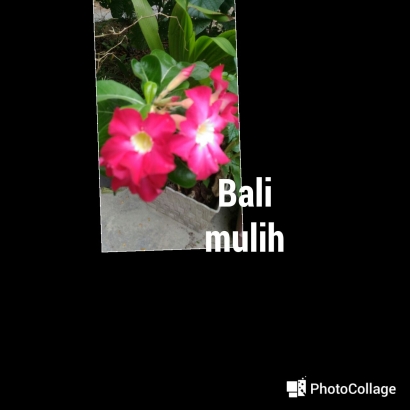 Bali Mulih