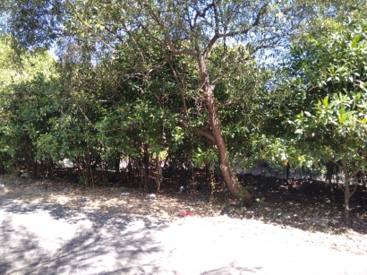 Manfaat Adanya Kawasan Mangrove Wonorejo di Surabaya (Part 2)