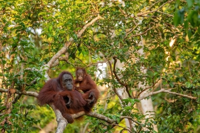 Mengapa Orangutan Disebut sebagai Petani Hutan?