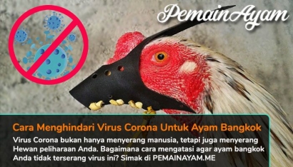Bagaimana Cara Menghindari Virus Corona untuk Ayam Bangkok Kalian?
