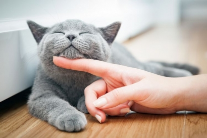 Cat Lovers Wajib Tahu Hal Ini Sebelum Memutuskan Memelihara Kucing