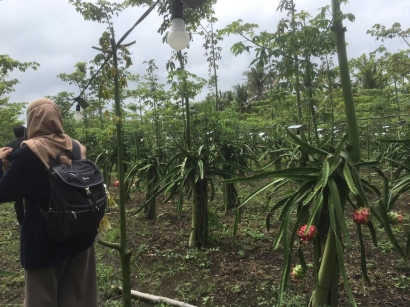 KKN UNEJ: Pemanfaatan Kulit Buah Naga sebagai Produk Oleh-oleh Khas Desa untuk Mengembangkan UMKM Bumdes Temurejo