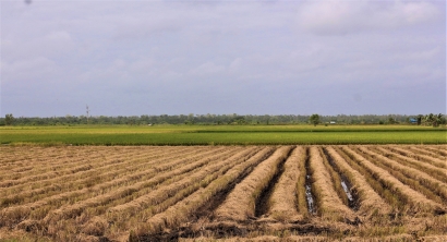 Antara Agrobisnis dan Kemakmuran Subsisten di Merauke