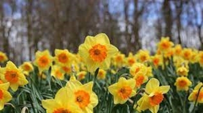 Si Cantik Daffoldils, Bunga Maret