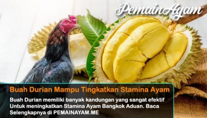 Buah Durian Mampu Tingkatkan Stamina Ayam Bangkok Aduan!