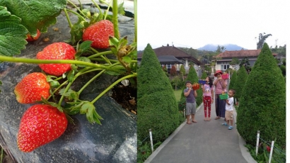 Wisata Agro Strawberry di Masa Pandemi