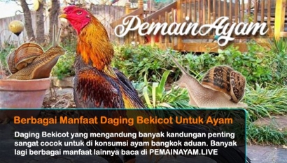 Berbagai Manfaat Daging Bekicot untuk Ayam Bangkok Aduan