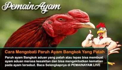Cara Mengobati Paruh Ayam Bangkok yang Patah atau Lepas