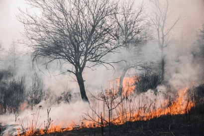 Kebakaran Hutan, Faktor Alam atau Manusia yang Lebih Sering Jadi Penyebabnya?