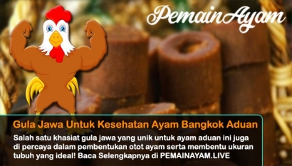 Khasiat Gula Jawa untuk Kesehatan Ayam Bangkok Aduan