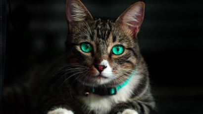 Cat Kepancal Kucing