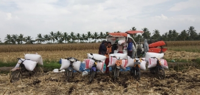 Petani Desa Bangun Sari Mulai Panen Jagung