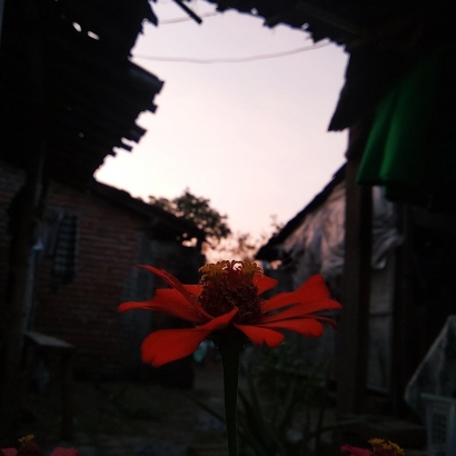 Bunga Kertas di Ujung Senja