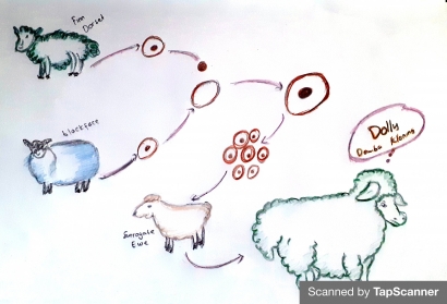 Bioteknologi Modern: Kloning Metode Transfer Inti Domba Dolly