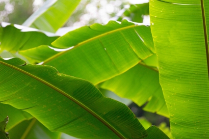 Back to Nature: Pesona Daun Pisang yang Eco-Friendly