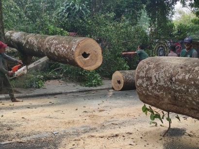 Akibat Pohon Tumbang, Akses Jalan di Tamansari Ditutup Sementara