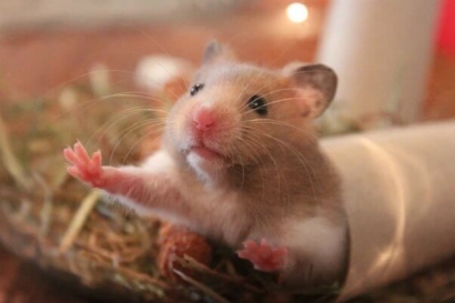 Pet Lovers Pemula Wajib Memelihara Hamster