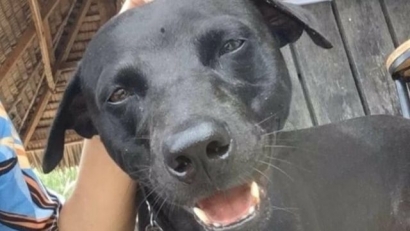 Anjing Bernama Canon Mati Setelah Ditangkap Satpol PP di Singkil Aceh