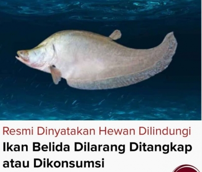 Ikan Belida Dilindungi, Kuliner Khas Kalbar Ini Terancam Punah