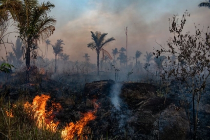 Dunia Berjanji Mengakhiri Deforestasi Tahun 2030, Akankah Kembali Ingkar?