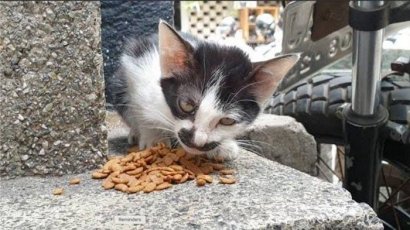 Apa Benar Memberi Makan Kucing Menambah Rezeki?