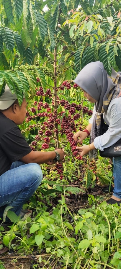 Prospek Cerah Bertani Kopi untuk Petani Kopi Milenial