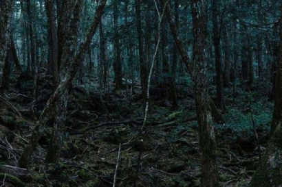 Cerpen: Tersesat di Hutan