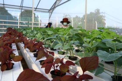 Menghasilkan Untung Jutaan, Bertani Sayuran Hidroponik Jadi Solusi Alternatif Milenial