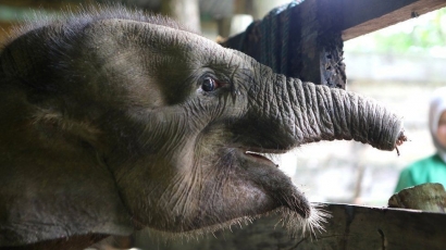 Bayi Gajah Sumatera Mati Setelah Kehilangan Separuh Belalainya
