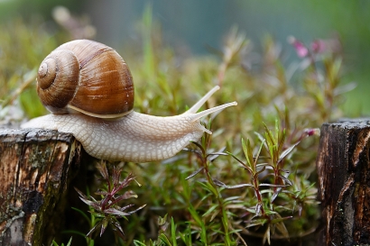 Mengenal Meme "Immortal Snail", Imajinasi tentang Keabadian dan Kehidupan