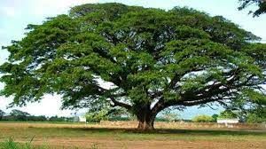 Puisi 20 : Kisah Sebatang Pohon