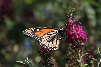 November, Waktunya Para Kupu-kupu Raja Berlibur ke Meksiko