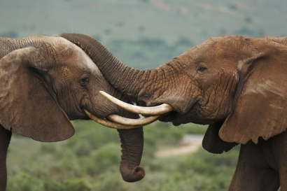 Sifat Destruktif Manusia Membuat Gajah Berevolusi Tanpa Gading