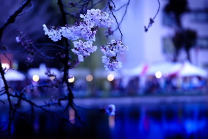 Kenangan Malam Sakura di Jayapura