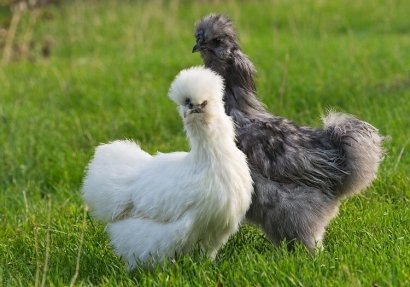 Mengenal Keunikan Ayam Kapas