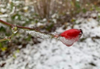 Salju Cinta pada Setangkai Mawar Merah