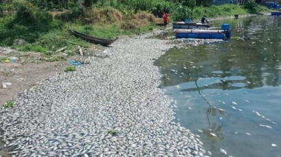 362 Ton Ikan Mati, 7.2 Milliar Melayang, Pentingnya Early Warning System untuk Kualitas Air