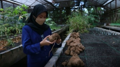 Edukasi Budidaya Uwi (Dioscorea alata L.) melalui Video Tutorial Cara Penanaman Uwi sebagai Bentuk Pelestarian dan Mendukung Upaya Diversifikasi Pangan