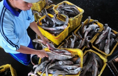 Dampak Kepunahan Ikan Hiu Terhadap Ekosistem Laut dan SDGs