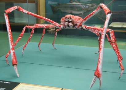 Kepiting Laba-laba Jepang, Kepiting atau Laba-laba?