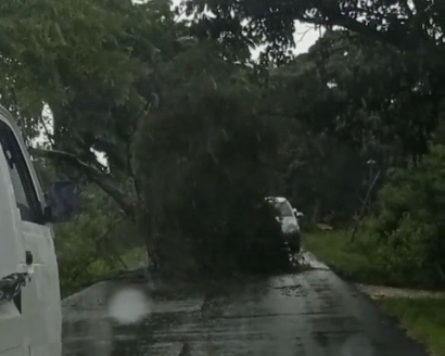 Hujan Angin Pohon Tumbang Halangi Jalan