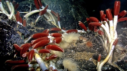 Mengenal Biota Laut Dalam: Cacing Tabung Raksasa (Riftia pachyptila)