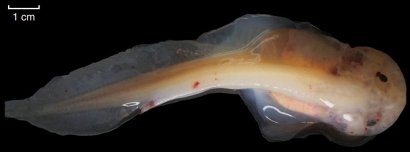 Mariana Snailfish: Ikan Endemik di Kedalaman Palung Mariana