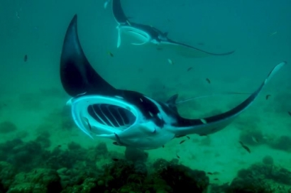 Mengenal Biota Laut: Ikan Pari Manta Si Penghuni Laut-Dalam, Organisme Pelagis!