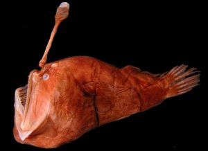 Mengenal Spesies Laut Dalam: Humpback Anglerfish